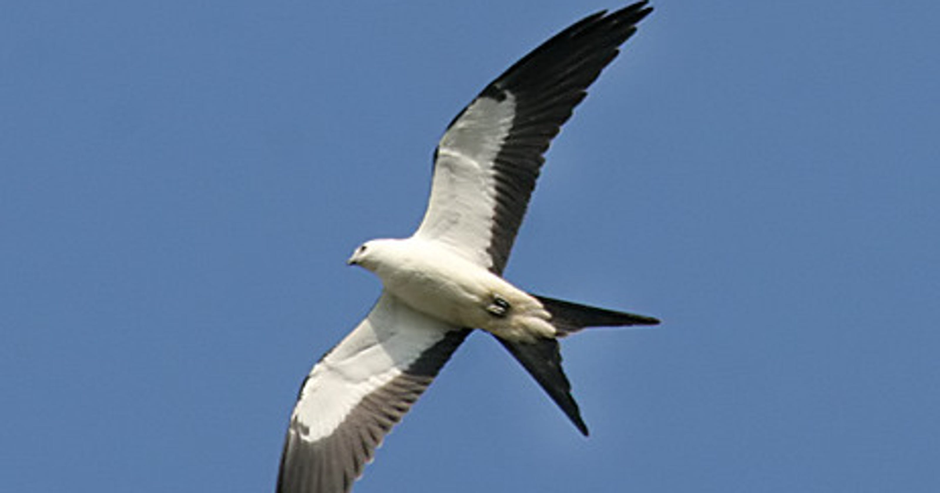 S. America's spectacular swallowtailed kites back in Florida to breed