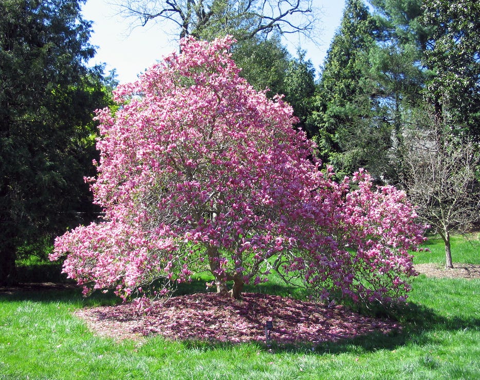 Multi-Colored DIMENSIONS Magnolias