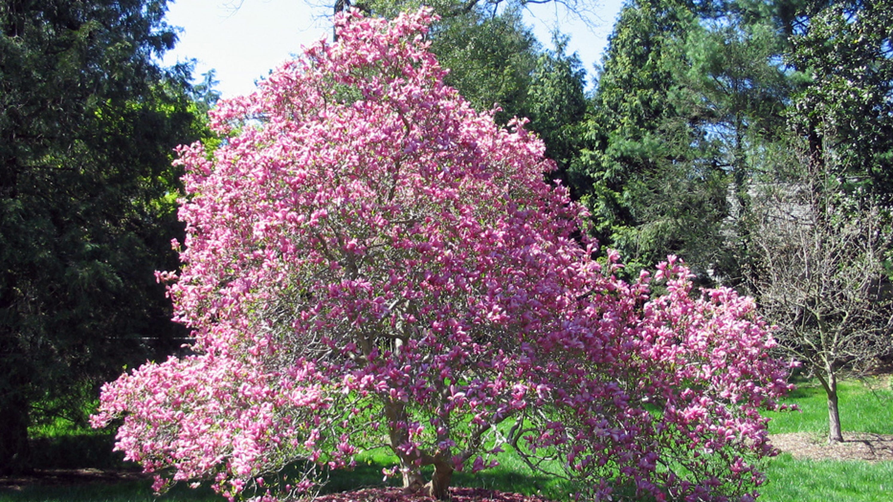 Магнолия (Magnolia