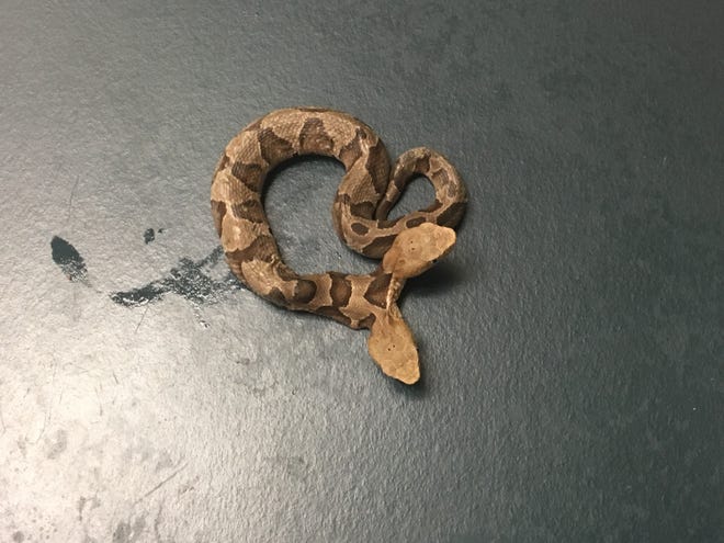 A two-headed copperhead was taken into the Wildlife Center of Virginia Sept. 20 after it was found in Northern Virginia.
