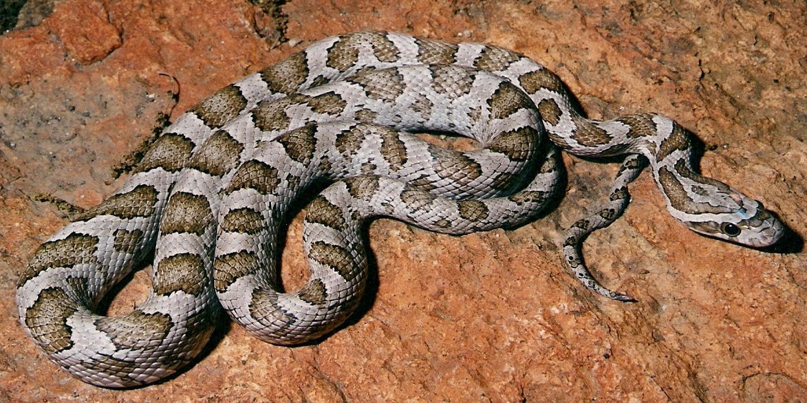 Great Plains Ratsnake Docile Enough It Can Be Kept As Pet Great Plains Ratsnake Docile Enough It Can Be Kept As Pet