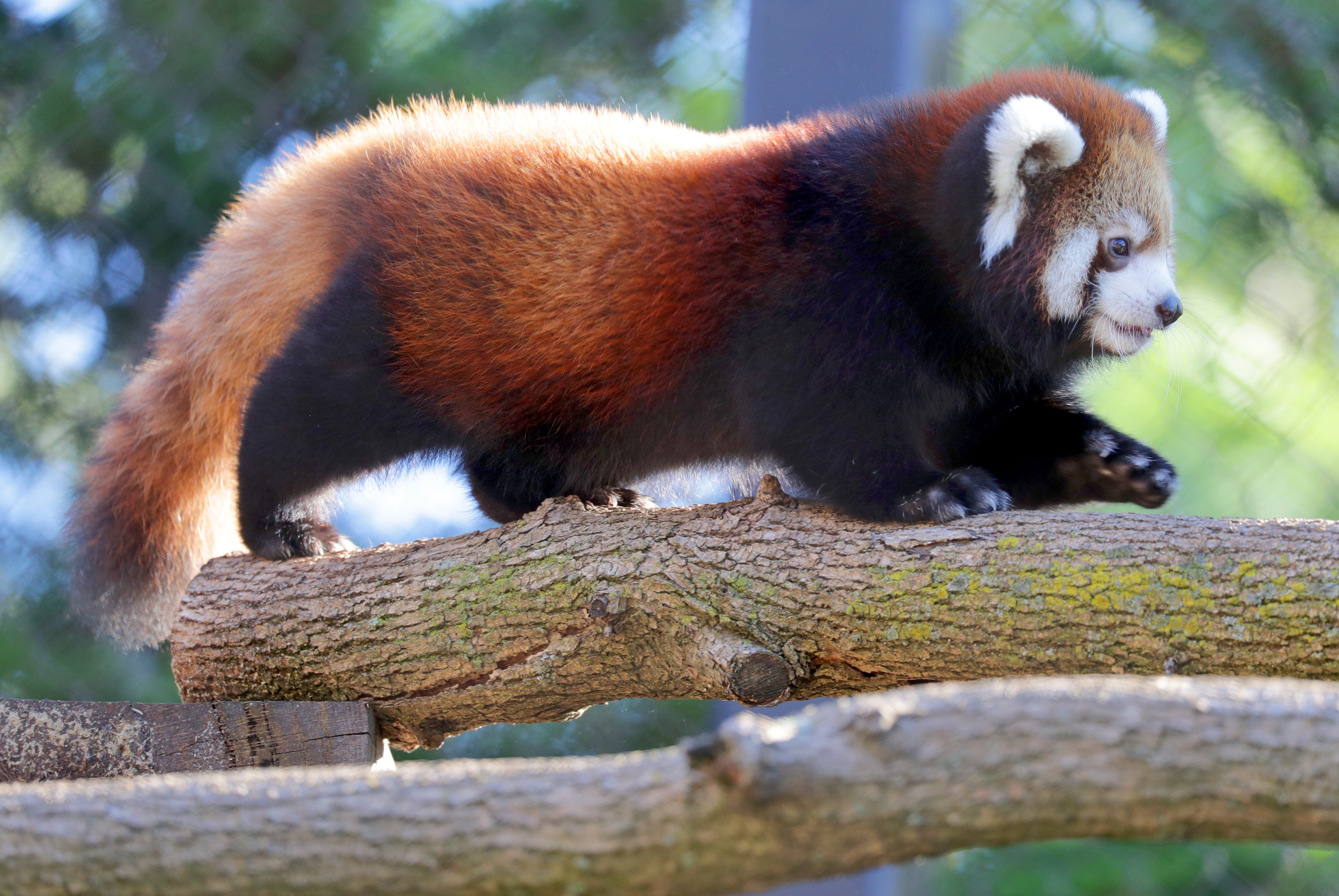 Milwaukee Zoo Announced The Birth Of Another Adorable Red Panda
