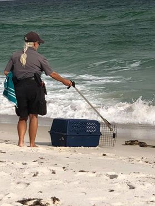 Pensacola Beach rattlesnake rescue info shared by FWC, animal control