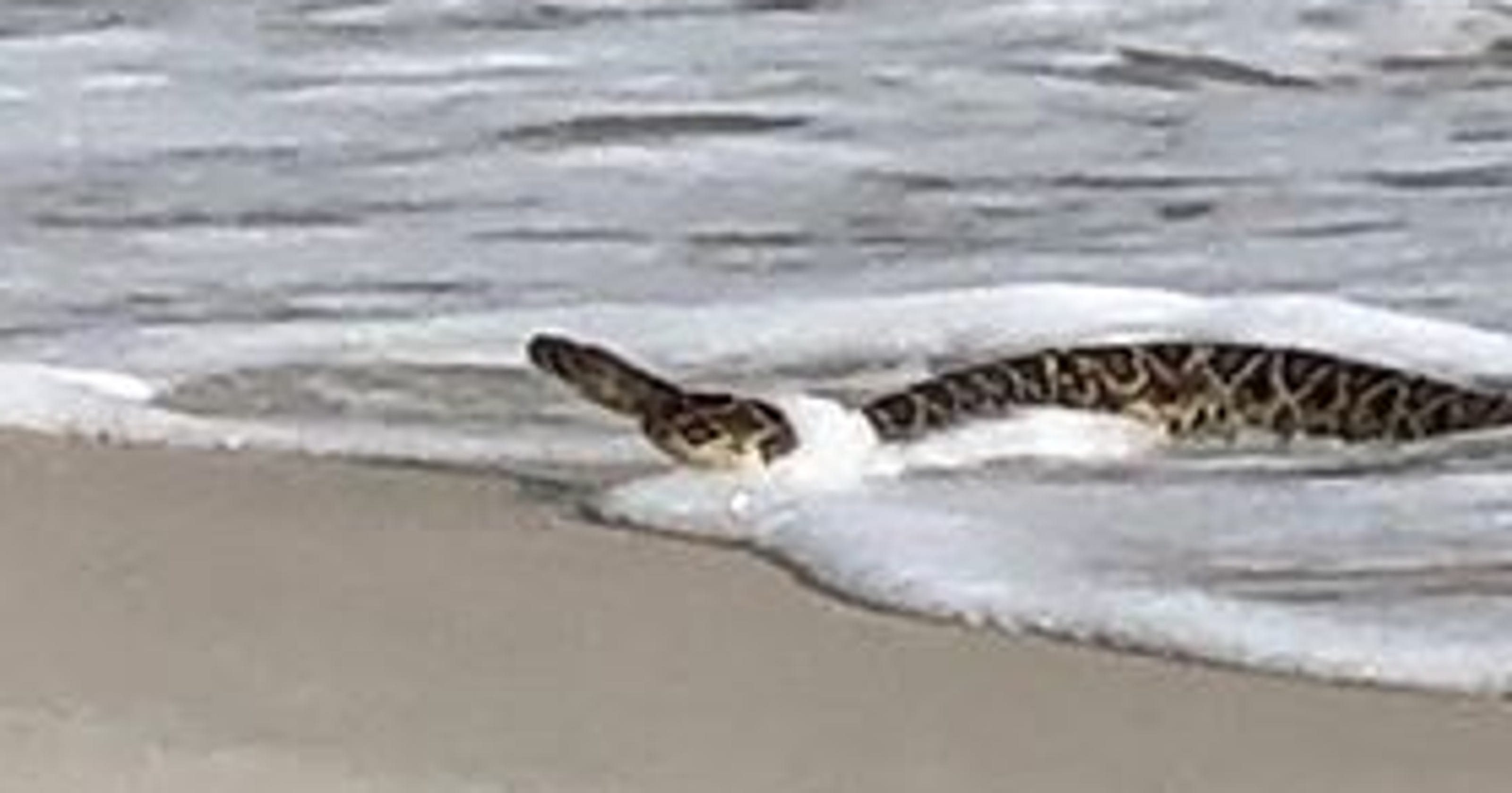 Snake Rescue On Pensacola Beach Surprises Visitors