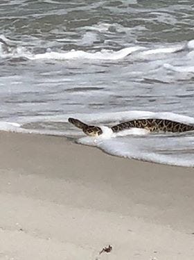 A large snake was rescued from Pensacola Beach Tuesday near the Fort Pickens area.