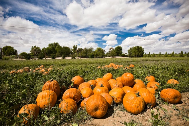 Schnepf Farms Pumpkin and Chili Party returns with activities for all and, of course, pumpkins.