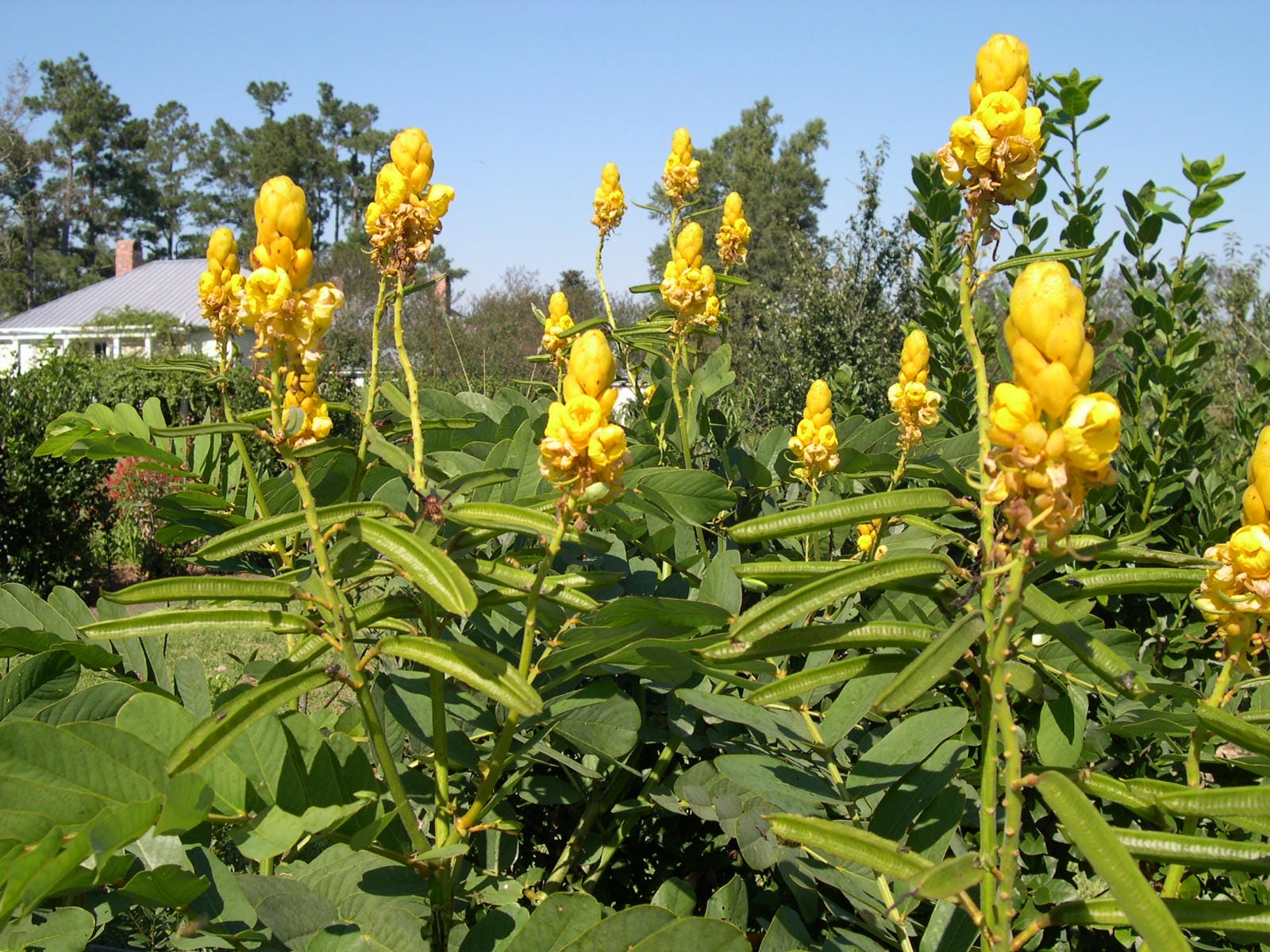 Attractive candlestick plant has toxic foliage