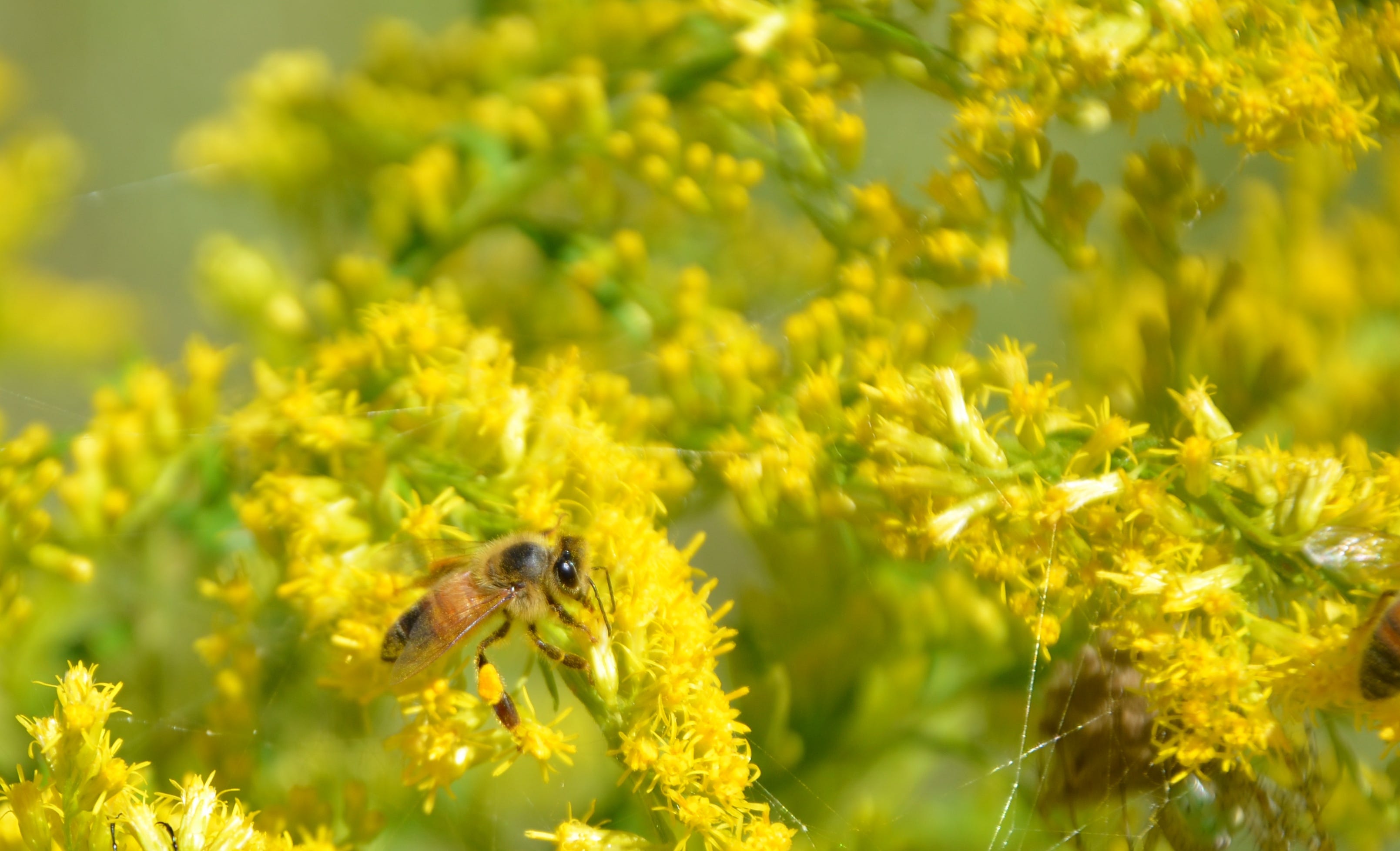 Goldenrod Gets Unwarranted Blame For Hay Fever