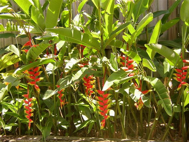 Heliconia should be grown in bright light in Treasure Coast landscapes. The soil should be well draining whether grown in the landscape bed, container or planter. Plan on adding extra irrigation because heliconia loves moist soils. Save water by using a low-volume irrigation zone or system to give heliconia the water it wants without overwatering the rest of the landscape.