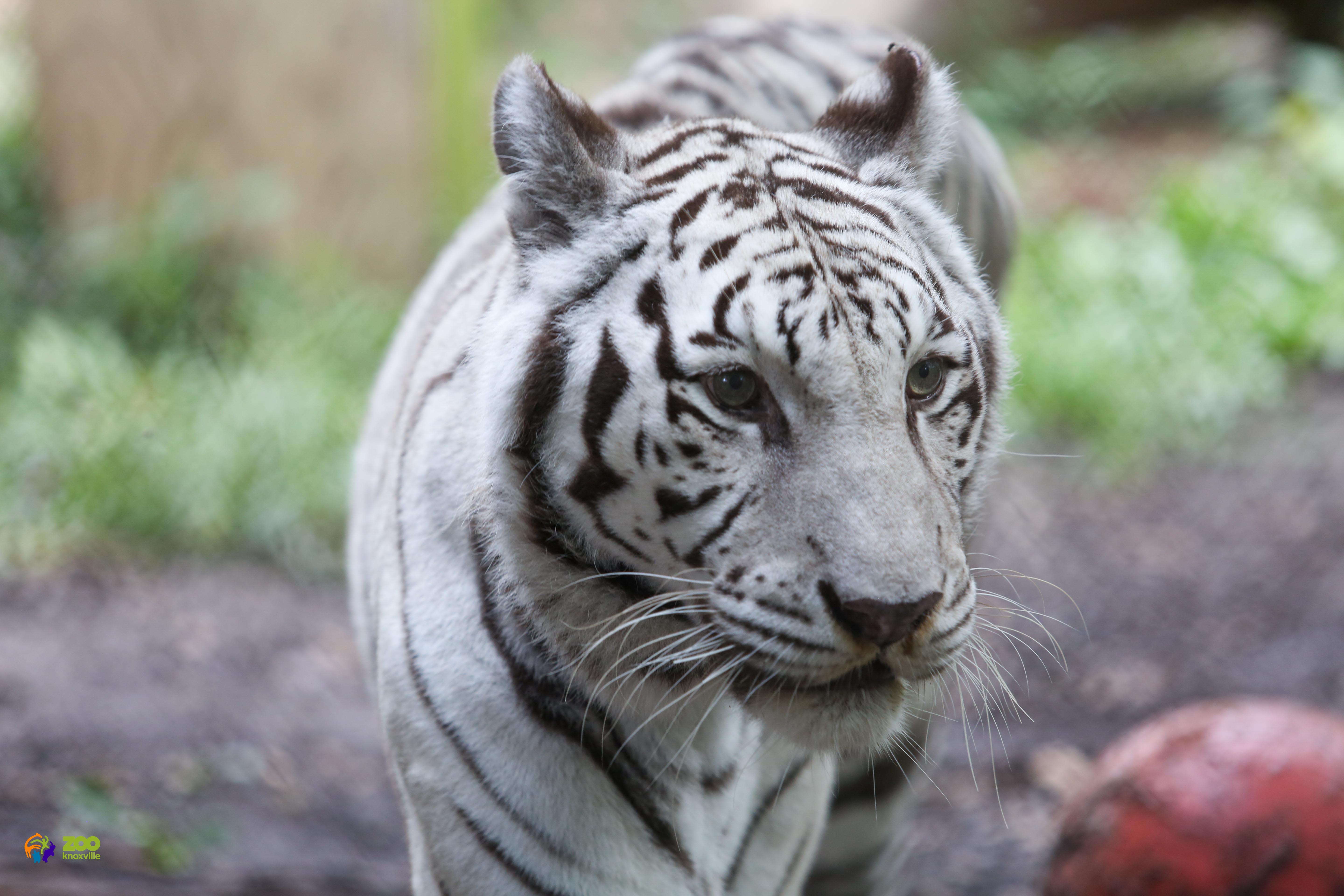 white tiger tn