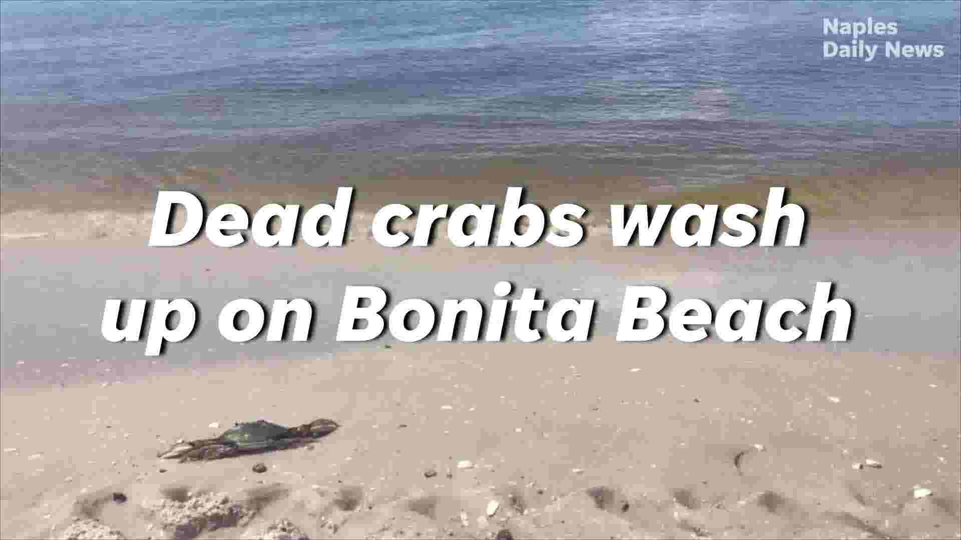 Video Dead Crabs Wash Up On Bonita Beach