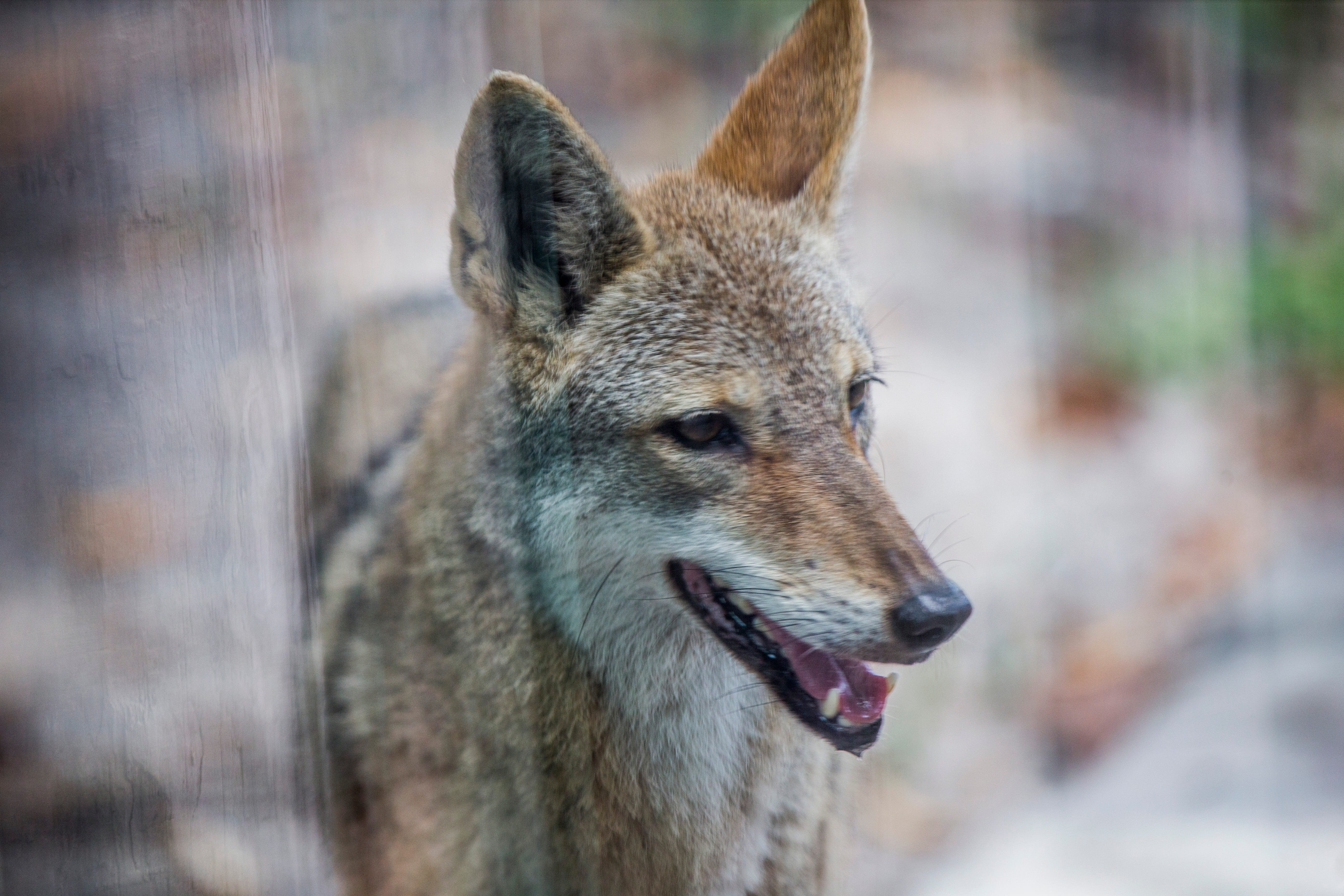 Ohio PD Don't call 911 about a coyote unless you see Wile E. Coyote