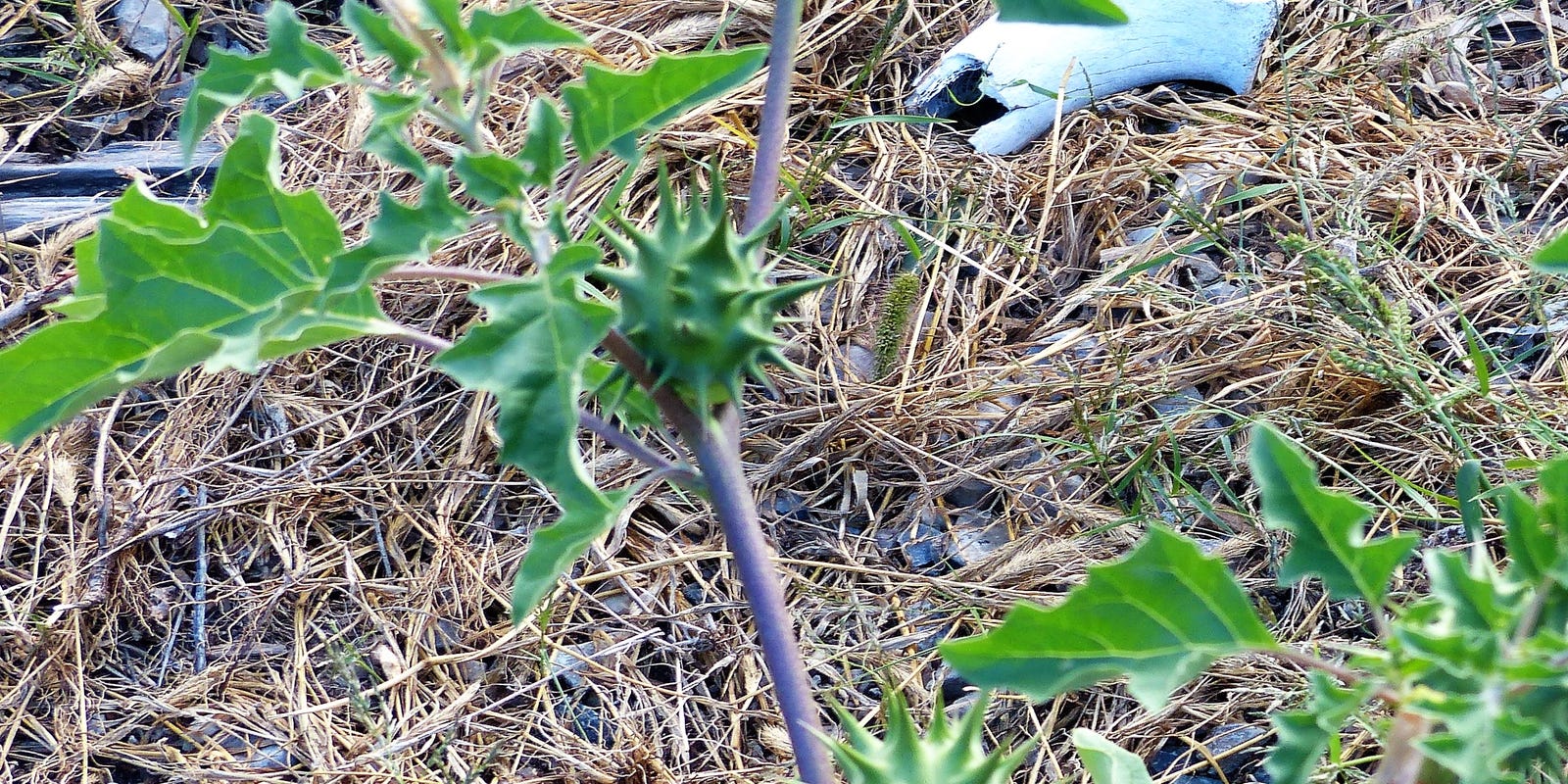 weed thorns thorny jimson plant