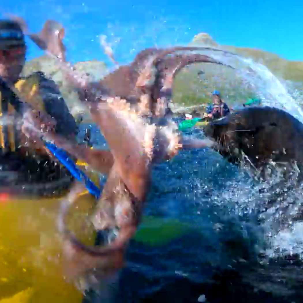 A video shot by Taiyo Masuda shows a New Zealand fur seal slapping a kayaker with an octopus on September 22 near Kaikoura, New Zealand.