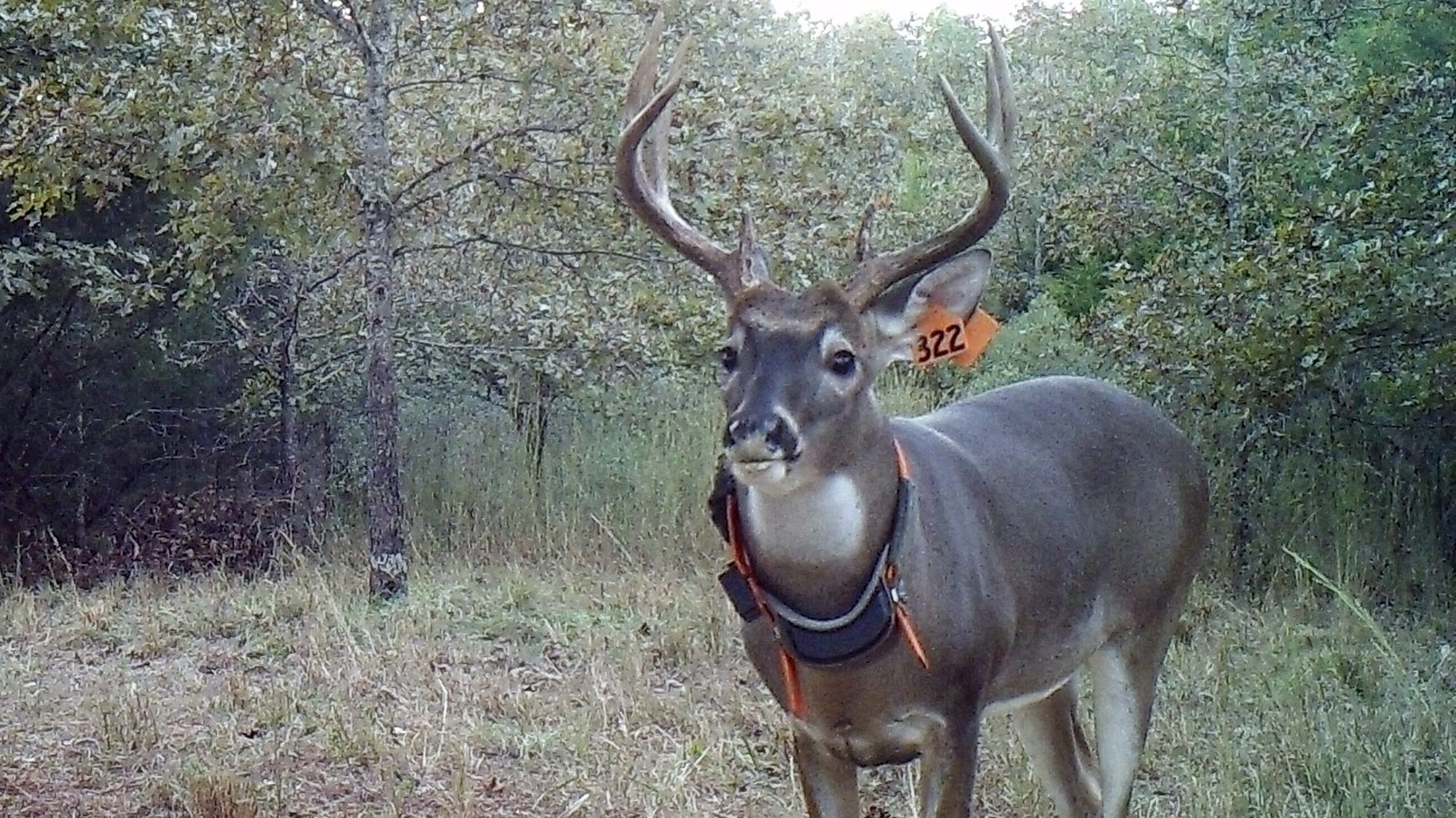 Mississippi deer hunting