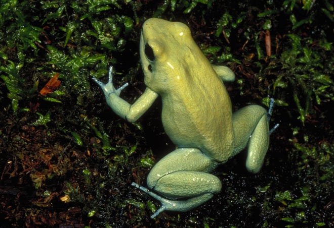 A golden poison frog, native to the forests of Colombia, plays a part in the Milwaukee Public Museum's new exhibit "Frogs!"