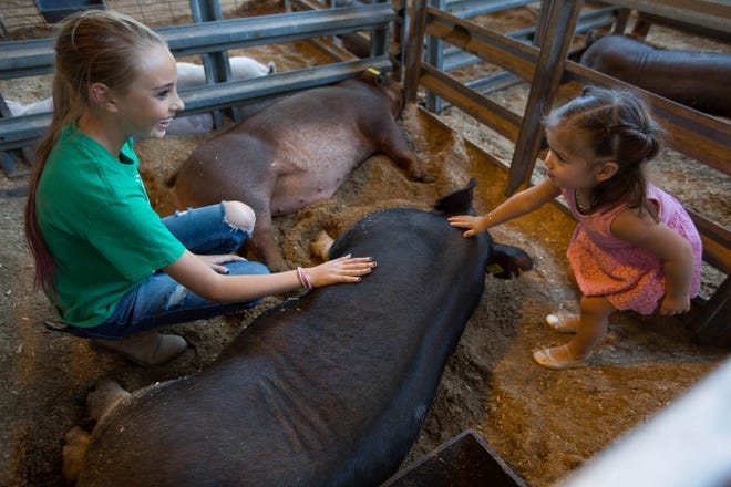 Trinity Bush, 14, with the Centennial FFA, shows Melissa Escalera, 2, how to pet "Twiz" Bush's 286-pound pig which won first place in the Heavy Weight OPB contest at the Southern New Mexico State Fair, Friday September 28, 2018.