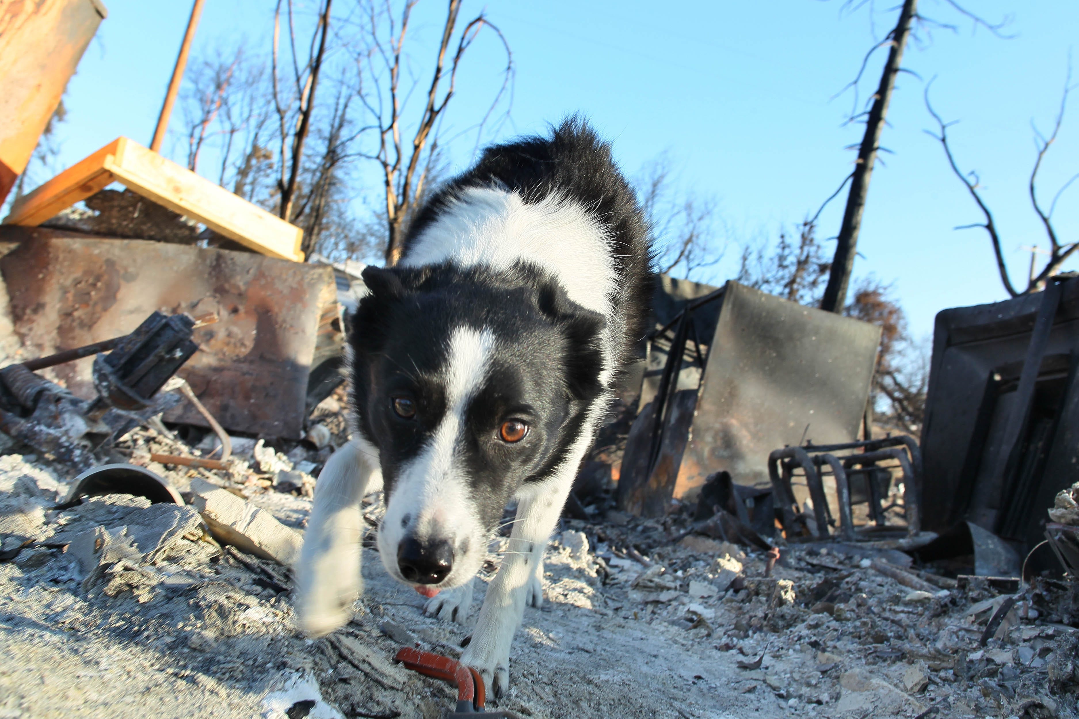 Piper, a cremain-sniffing border collie, walks around Bonnie Martin's property in Keswick on Saturday.