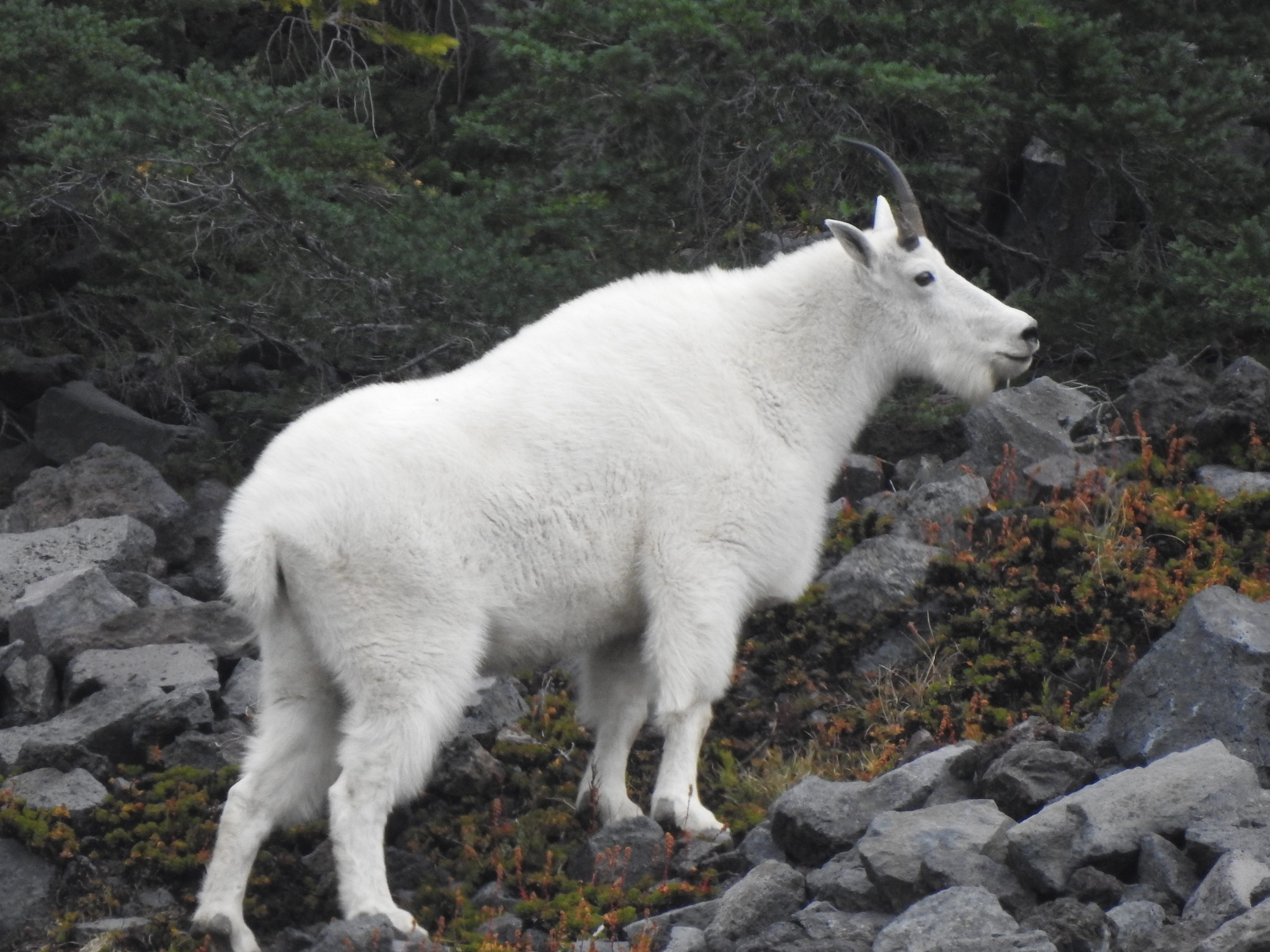 Pacific Crest Trail: Spotting mountain goats on Three Fingered Jack