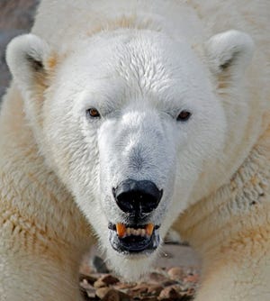 An 18-year-old polar bear Lee from the Denver Zoo is coming to the Columbus Zoo.