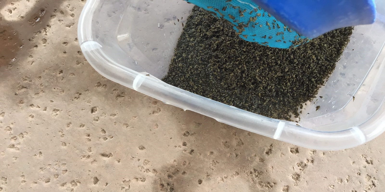 Boatman bugs are back in the Coachella Valley