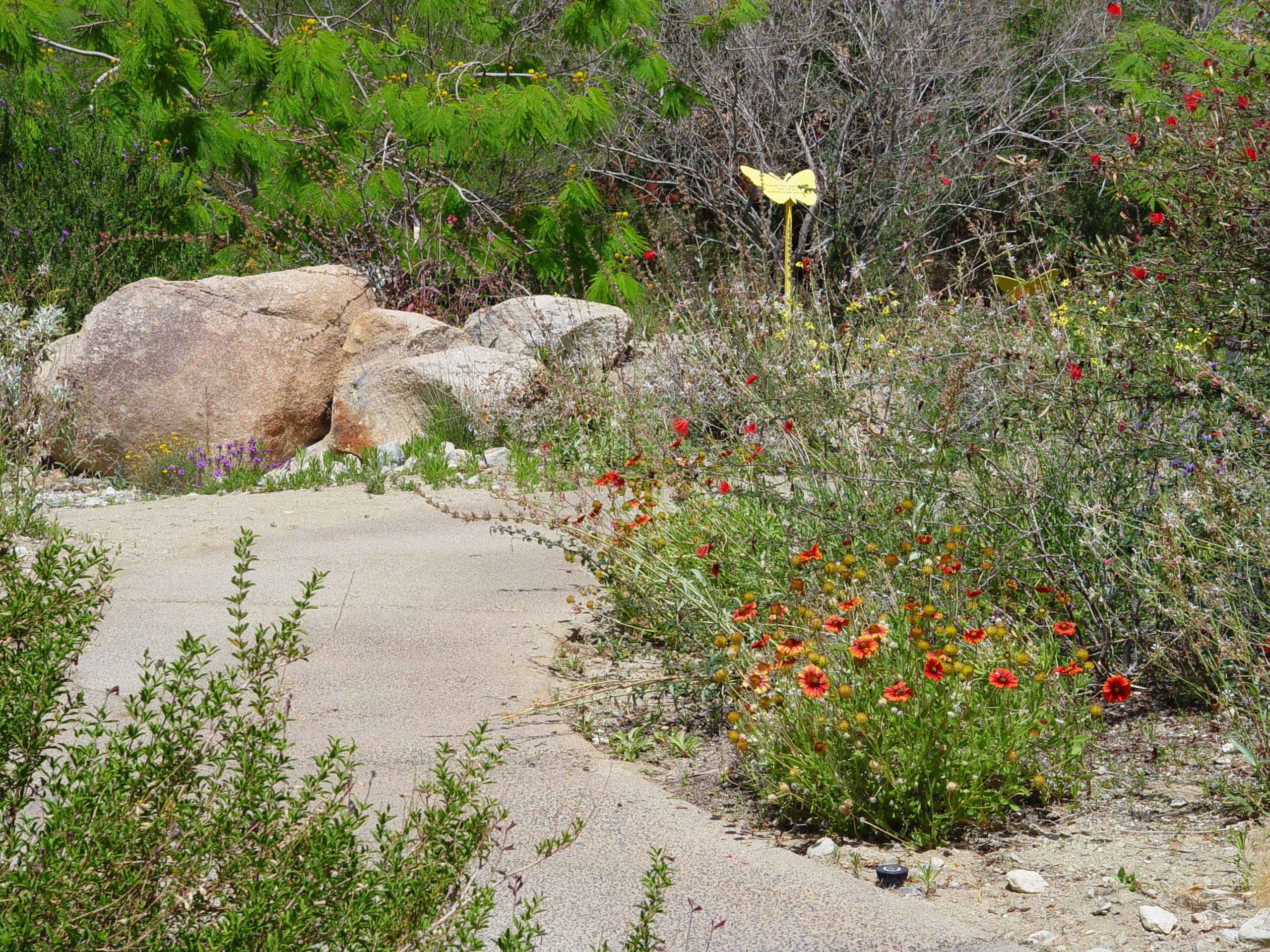 navajo blanket flowers for desert gardens