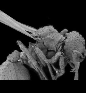 A queen ant imaged under an electron microscope is covered in black dots, each of which is a pocket capable of housing and supporting symbiotic bacteria. 