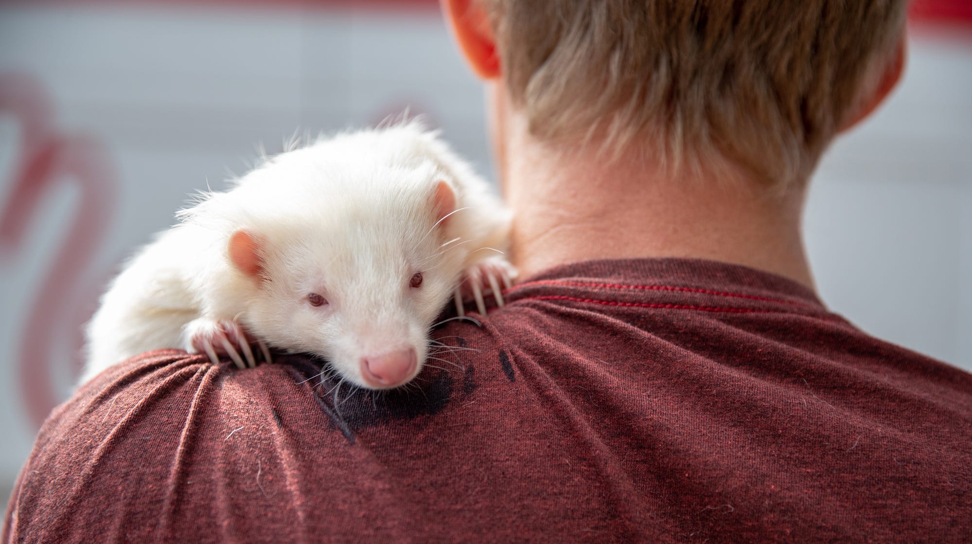 This albino skunk hangs out around town, and you can snuggle her
