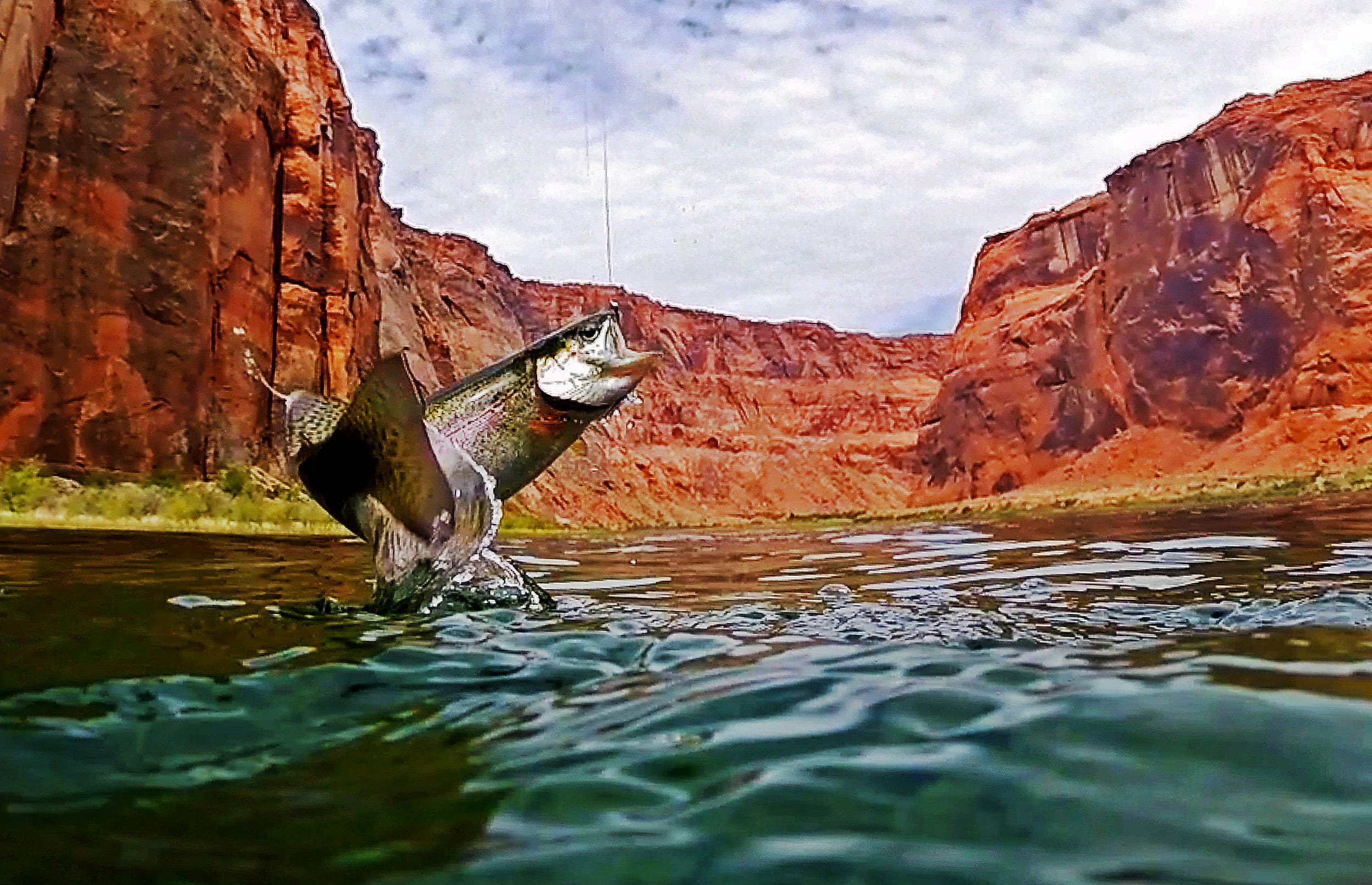 A rainbow trout is hooked by a fly fisherman on the Colorado River near Marble Canyon. The non-native fish were introduced into Grand Canyon waters for recreational anglers and have been known to dine on the river's endangered humpback chub.