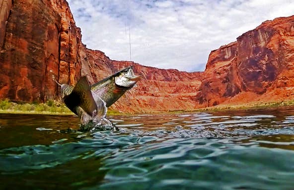 The Colorado River in the Grand Canyon: Glen Canyon Dam to Lees Ferry