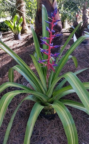 With proper pampering, bromeliads can thrive in the North Florida landscape