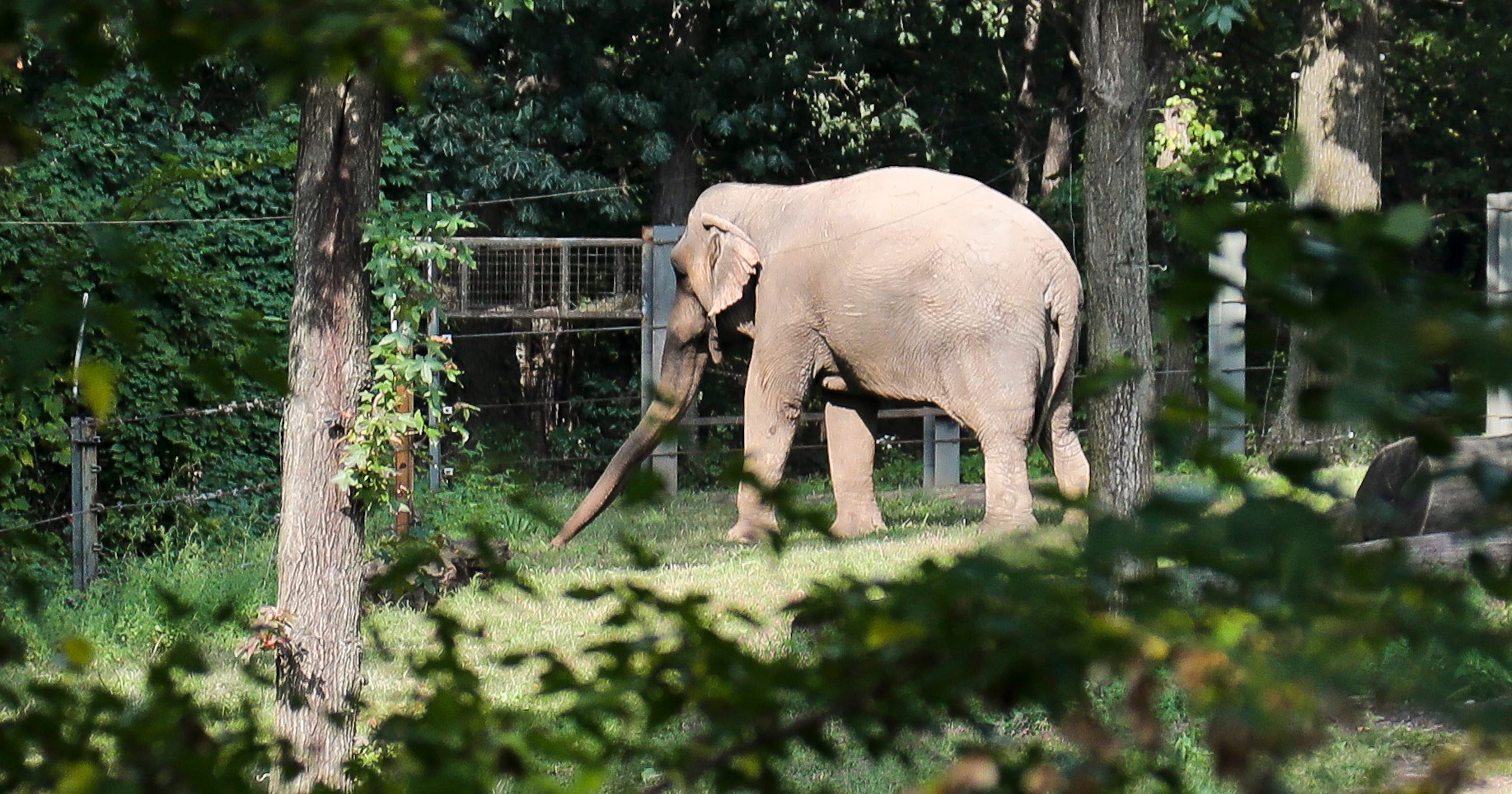 Happy the Elephant 'unlawfully imprisoned' at NYC zoo, group says