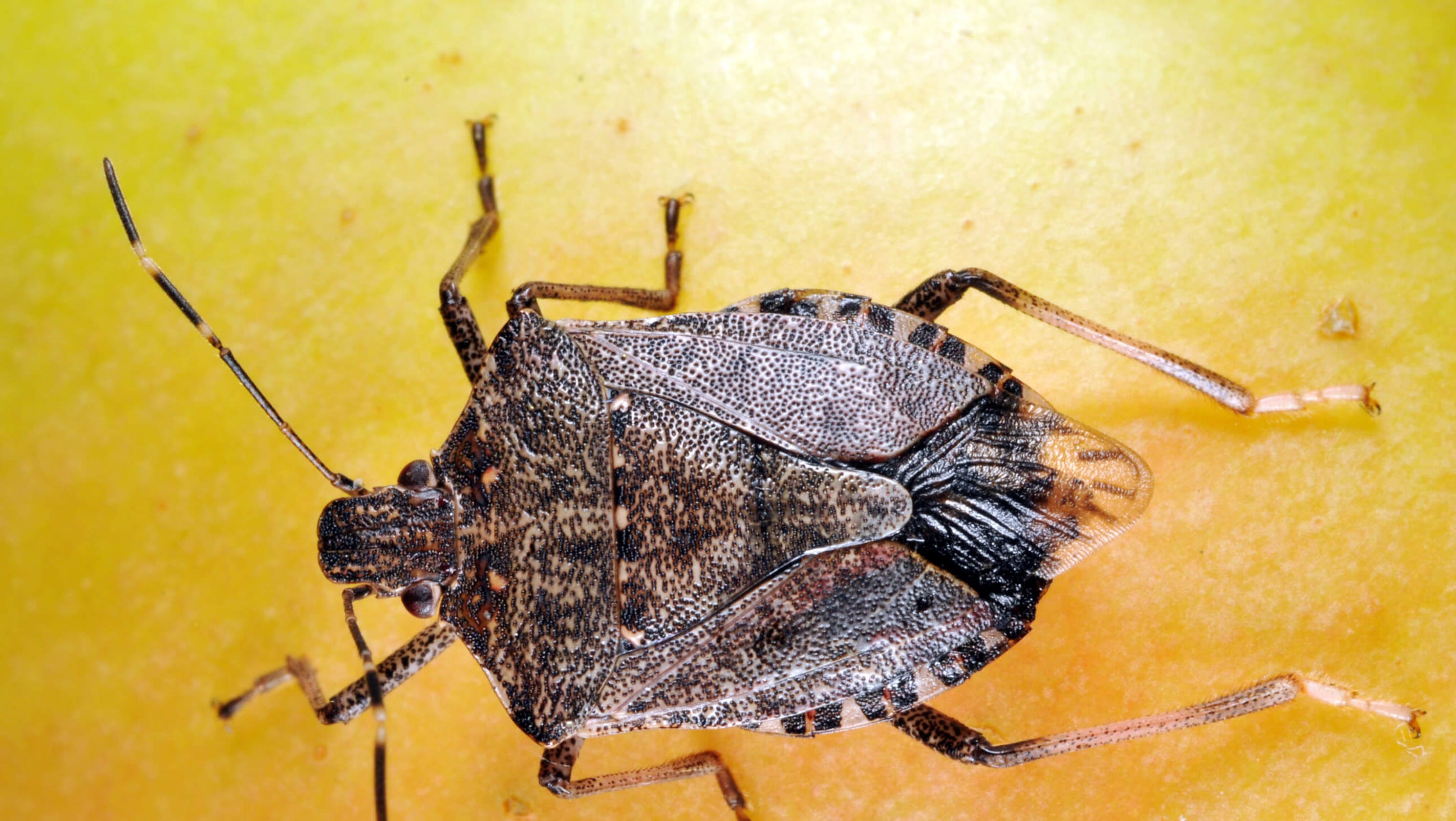 Stink bugs: Yes, you're seeing a lot more of them right now How To Get Stink Bugs Out Of Your House Stink bugs: Yes, you're seeing a lot more of them right now - How To Get Stink Bugs Out Of Your House