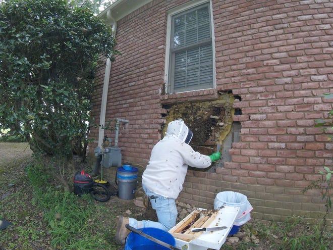 David Glover of Bartlett removes the honeycomb bees built behind bricks at a Germantown home.