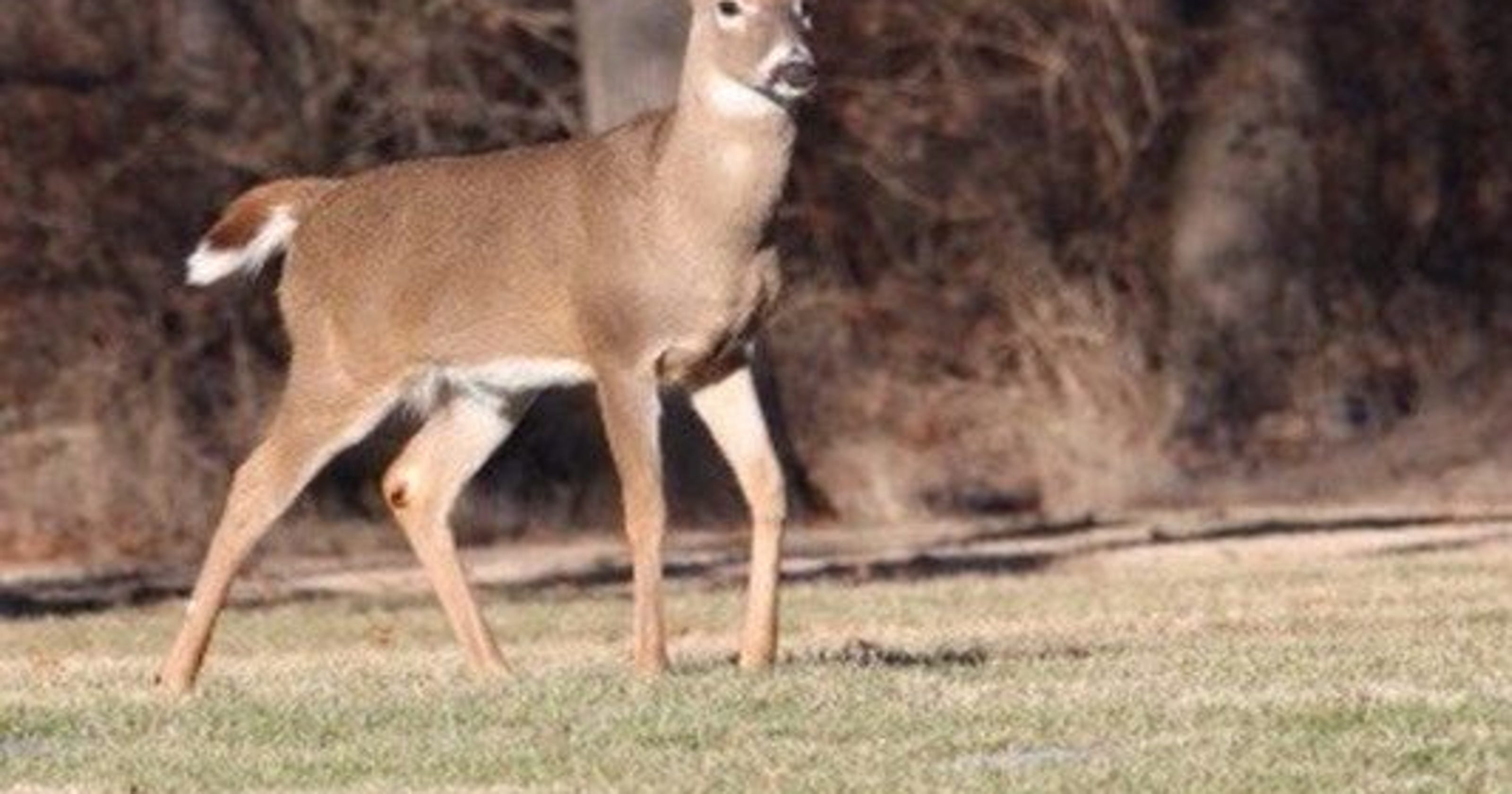 Spotting deer Is spotlighting legal or illegal? A look at Pa. laws