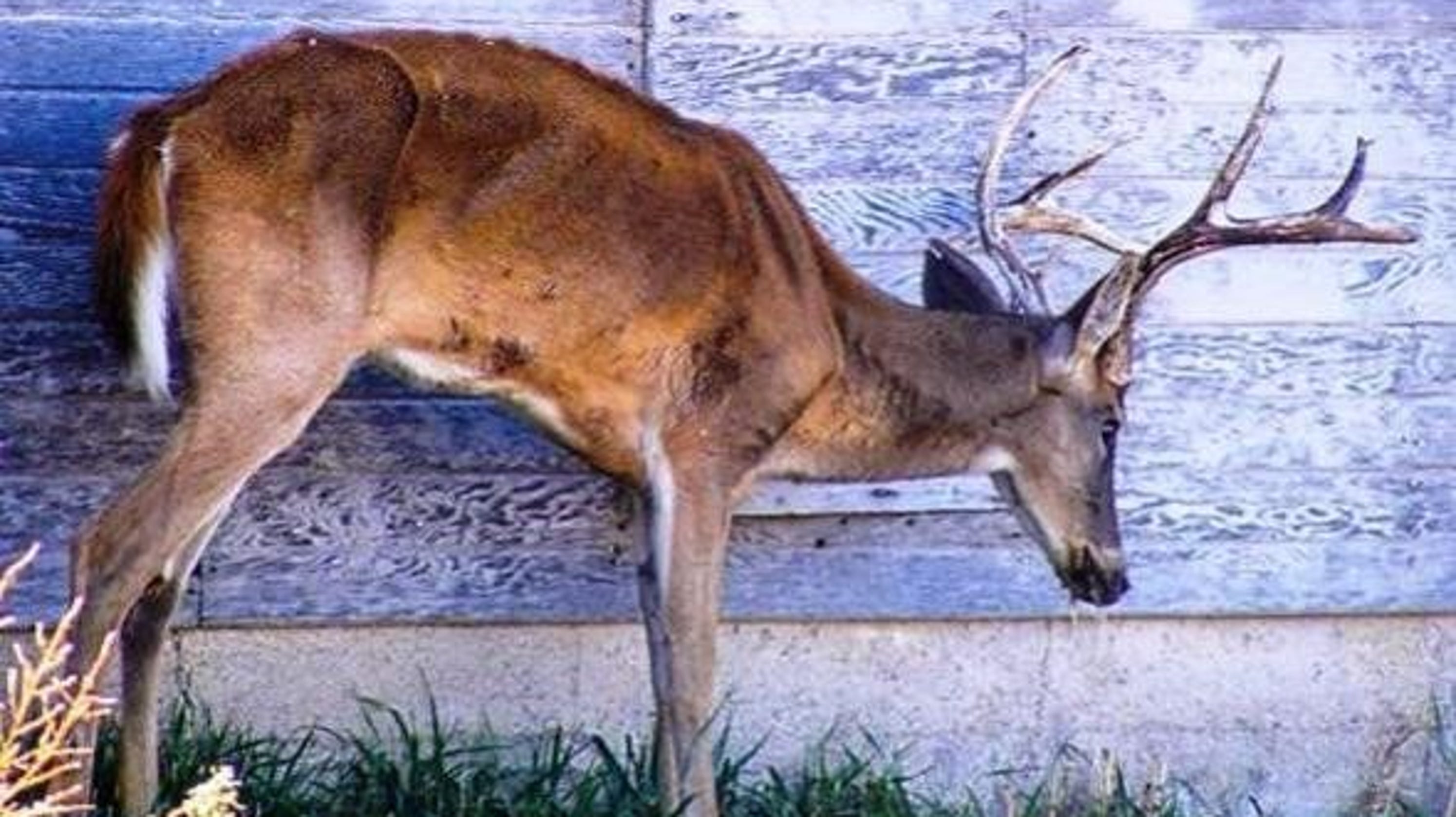 What To Know About CWD In Deer In Missouri what-to-know-about-cwd-in-deer-in-missouri