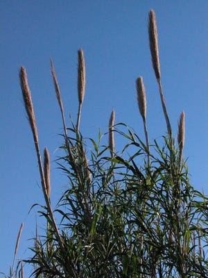 In the summer and fall, large, branched panicles appear at the ends of the giant reed stalks.