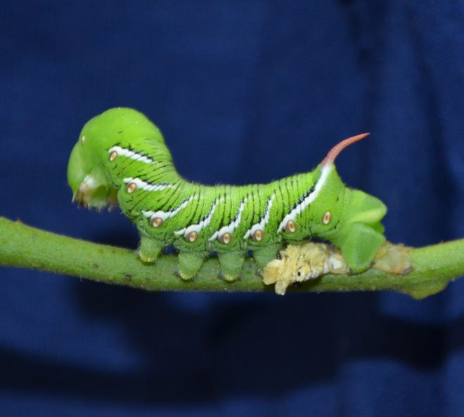 The tobacco hornworm is a common panhandle caterpillar which is not a welcome guest is most home gardens. It is noted for its capacity to consume vast amounts of leaves in a short period of time.