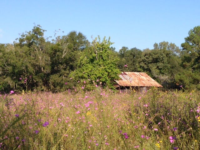 Birdsong Nature Center will have a wildflower hike from 9:30-11:30 a.m.  Wednesday, Oct. 10.