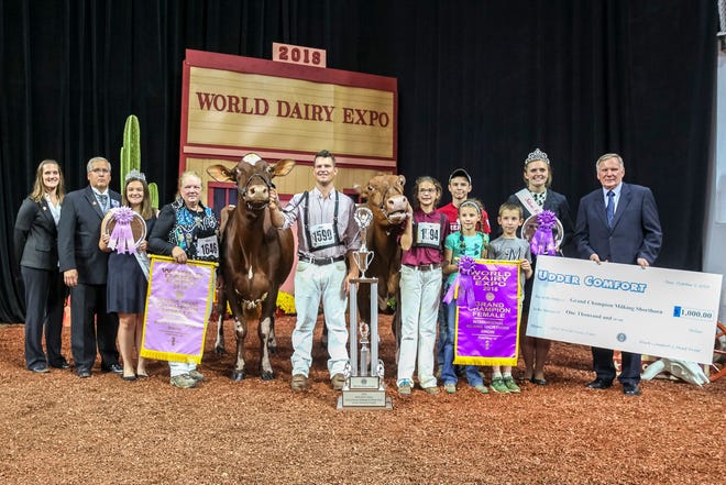 Maple Fudge Of 12 Oaks, owned by Colton and Ashley Brandel of Lake Mills, Wis. was named Grand Champion Female in the International Milking Shorthorn Show at World Dairy Expo® on Oct. 3.