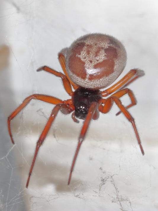 Widow spiders prompt London schools to close amid infestation