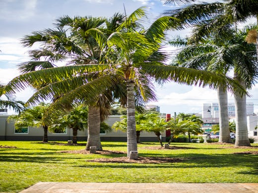 Florida S Iconic Sabal Palm Trees Threatened By Lethal Bronzing