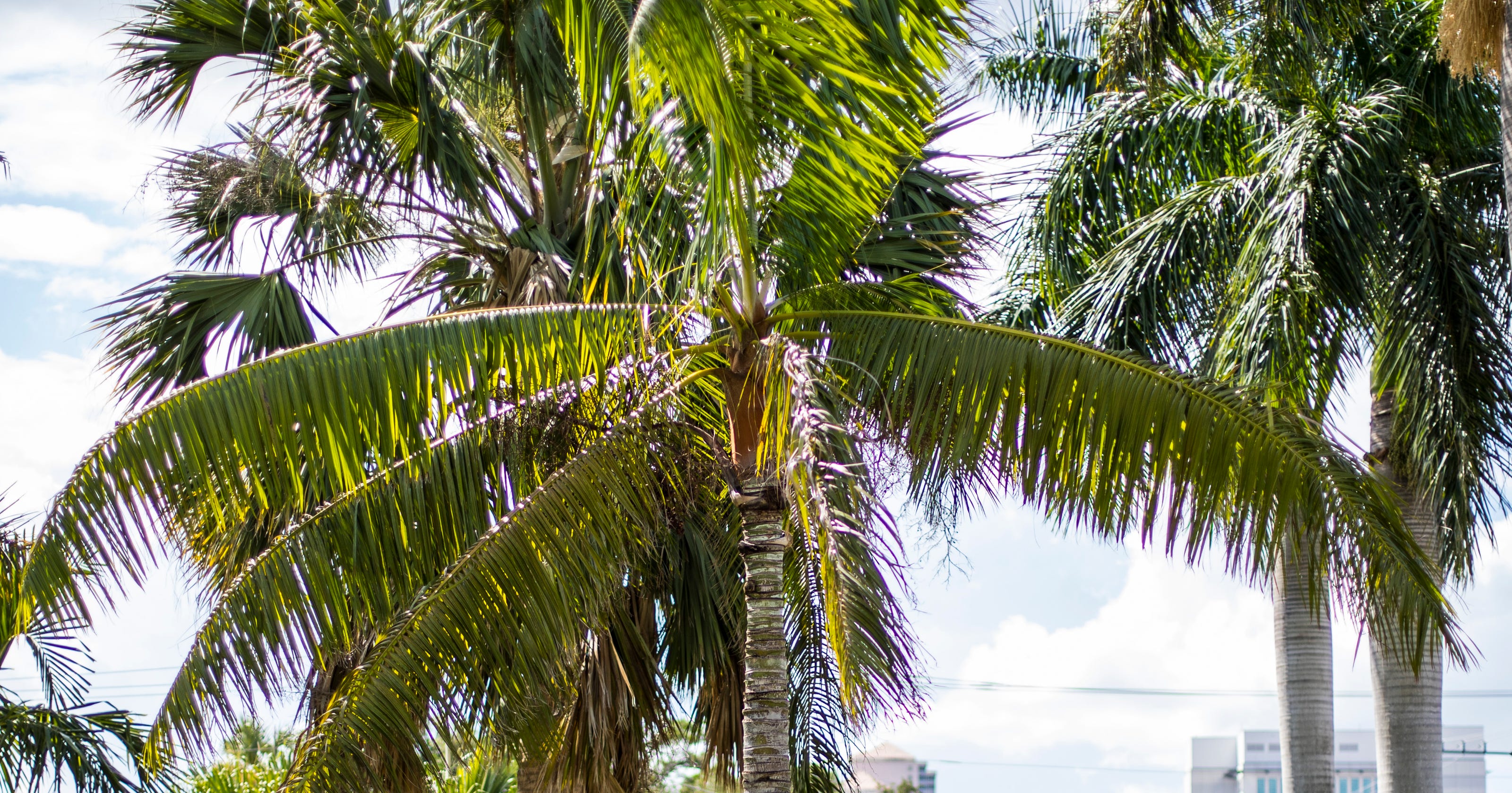 Photos: A look at species of palms in Florida 