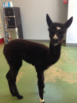 Three-week-old Isabella at Riverside Veterinary Clinic.