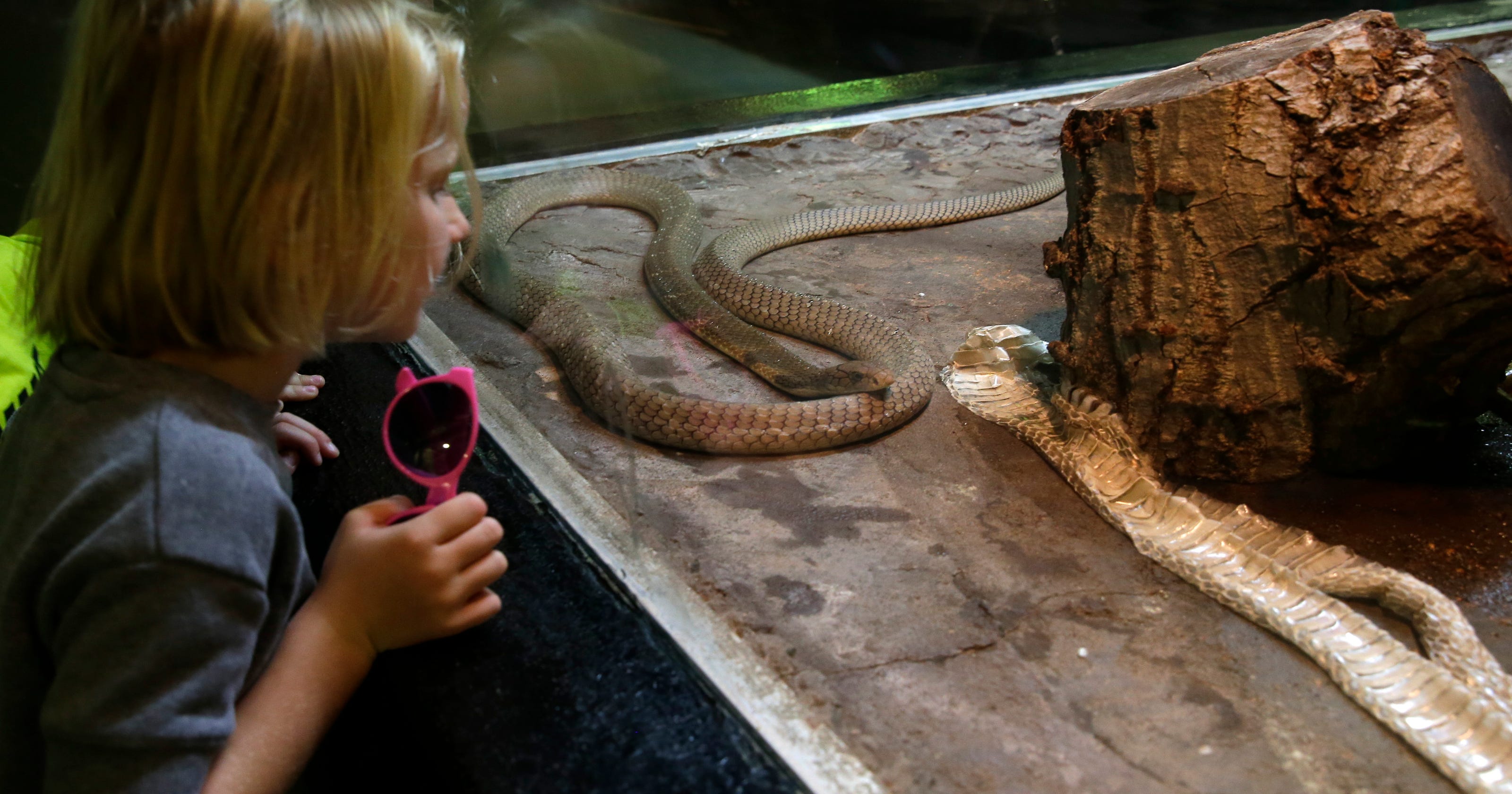 Milwaukee County Zoo Has 31 Snakes