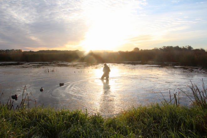 Ben Krempasky of Oconomowoc wades into a marsh near Rosendale on opening morning of the Wisconsin duck hunting season.