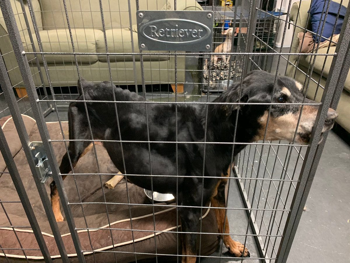 Lawsuit filed against Mesa animal-shelter owner Domenic Asprella Lawsuit filed against Mesa animal-shelter owner Domenic Asprella
