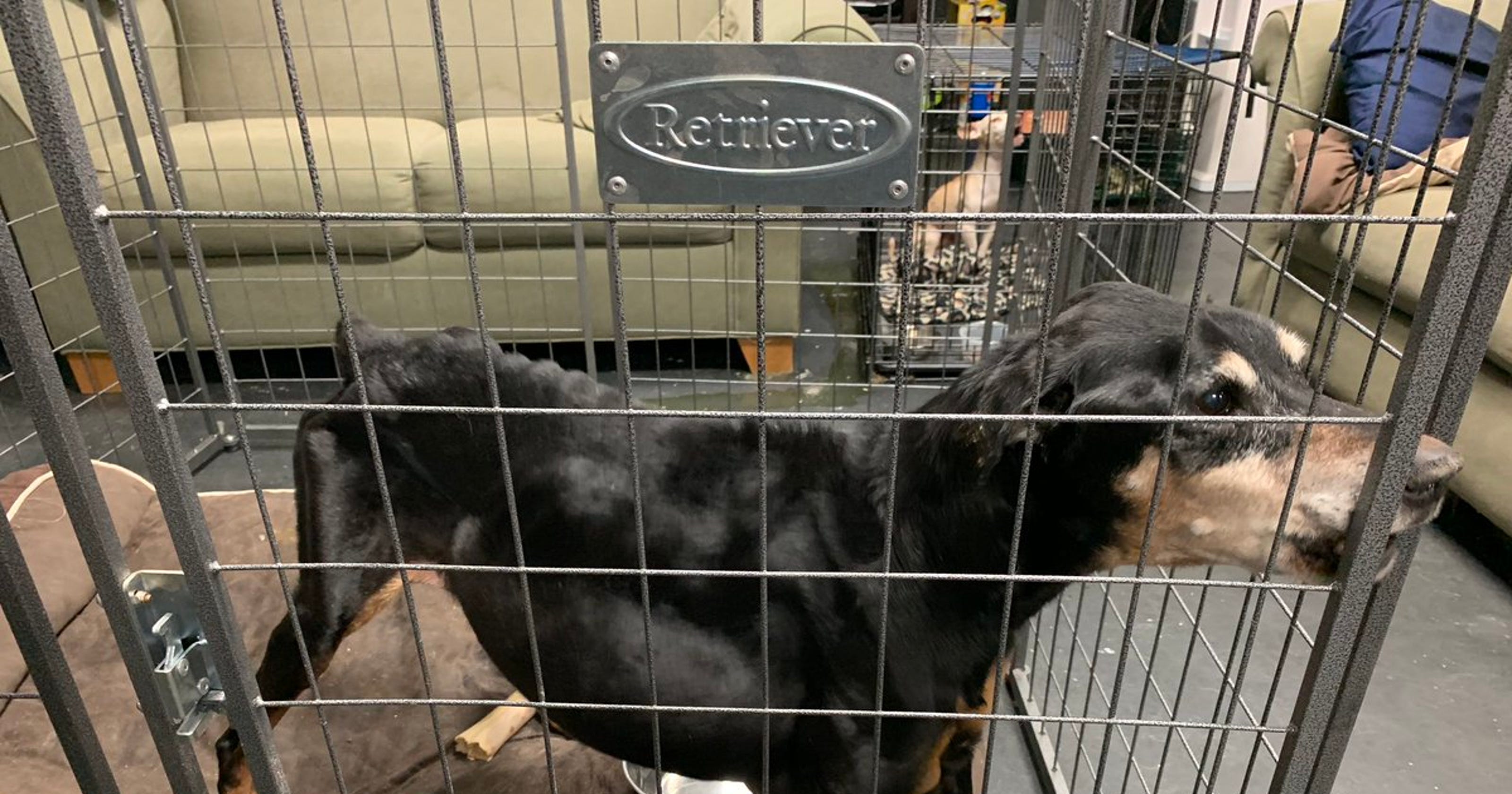 Lawsuit filed against Mesa animalshelter owner Domenic Asprella