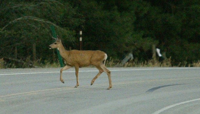 Deer and elk killed in traffic accidents can be salvaged in Oregon beginning Jan. 1, 2019.