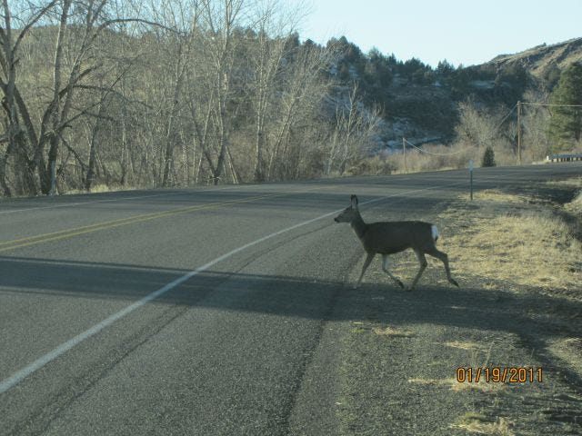 Deer and elk killed in traffic accidents can be salvaged in Oregon beginning Jan. 1, 2019.